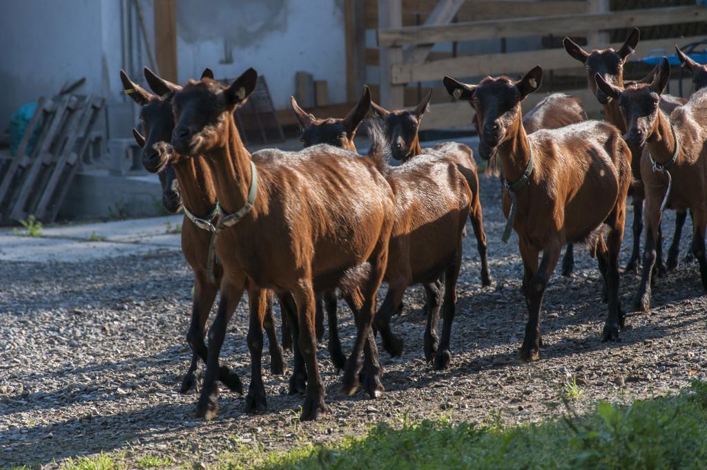 Agroturistika Kozi Farma Rožnov pod Radhoštěm 外观 照片